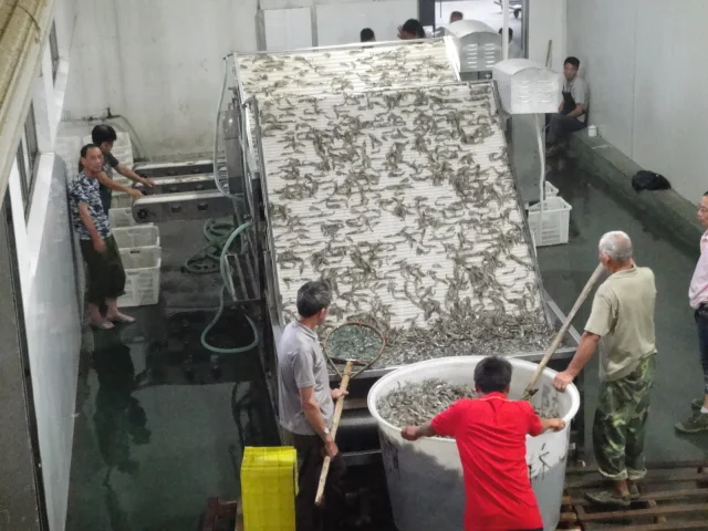 How to Choose a Shrimp Grading Machine for Seafood Processing Lines
