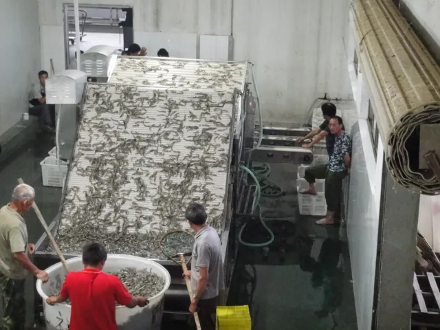 Shrimp grading machine site view 2