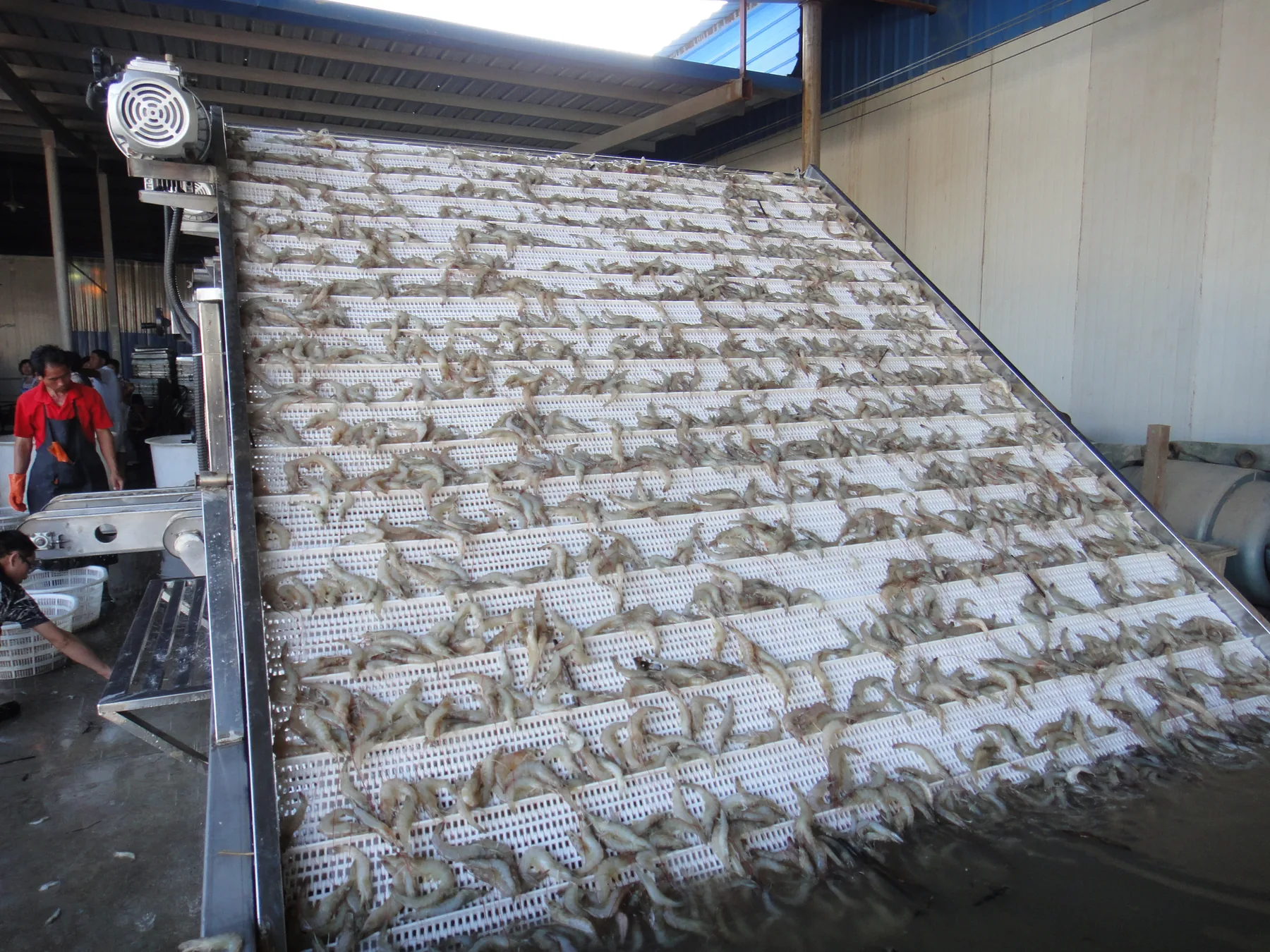 Shrimp grading machine site view 4