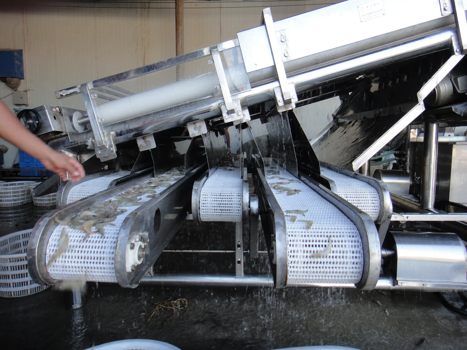 Shrimp grading machine site view 9