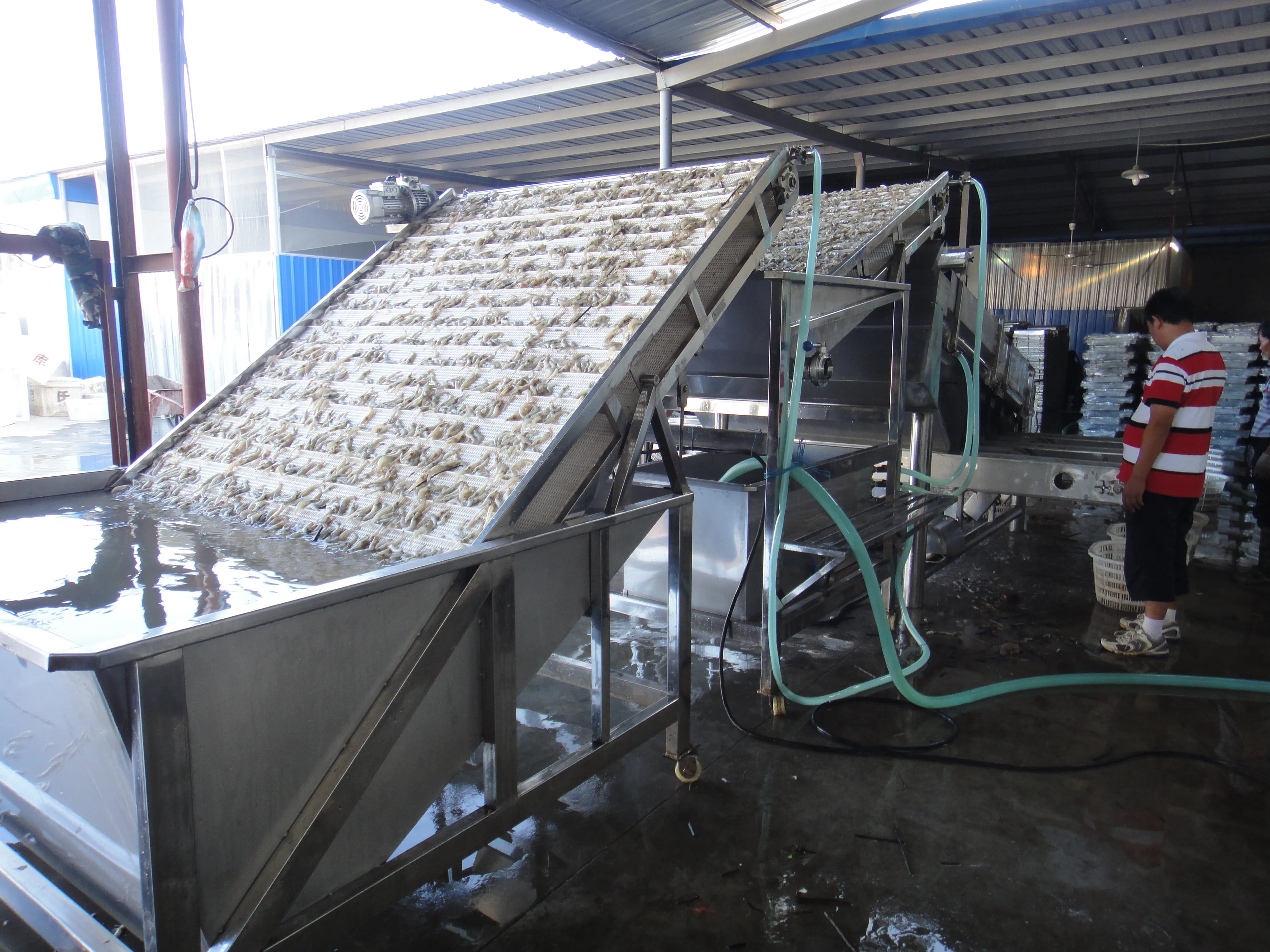 Shrimp Grading Machine detail